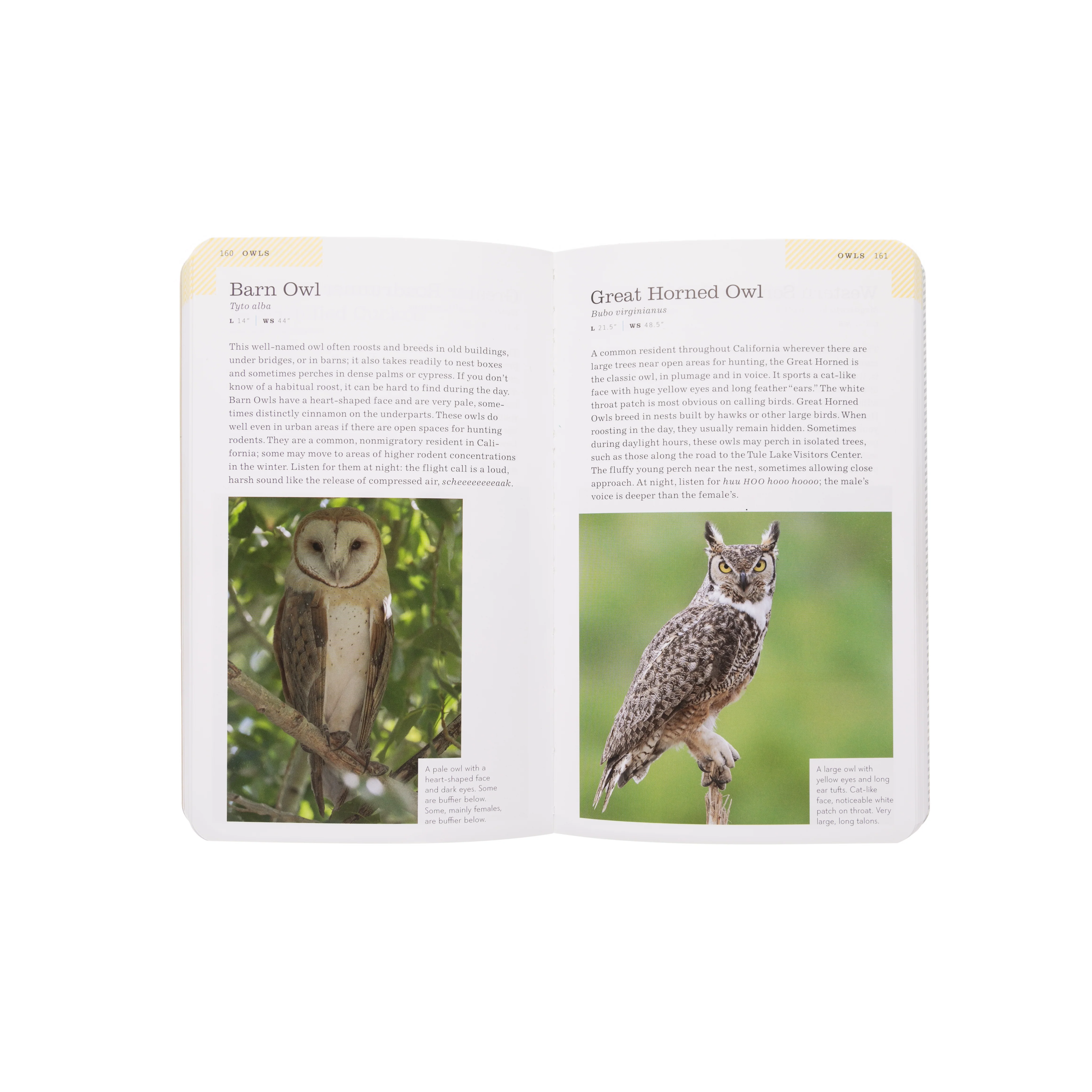 FIELD GUIDE TO BIRDS OF CALIFORNIA - Image 3