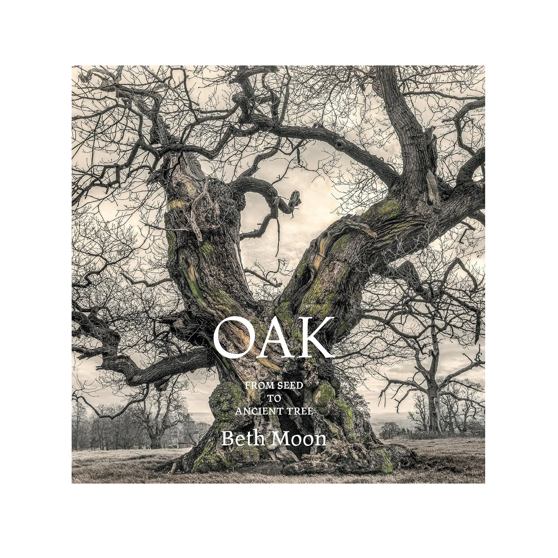 OAK: FROM SEED TO ANCIENT TREE