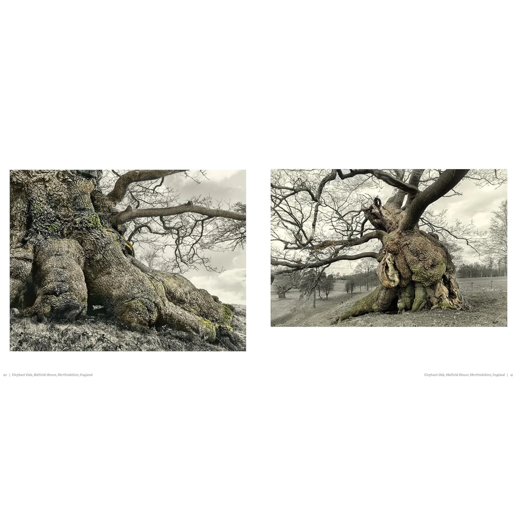 OAK: FROM SEED TO ANCIENT TREE - Image 2