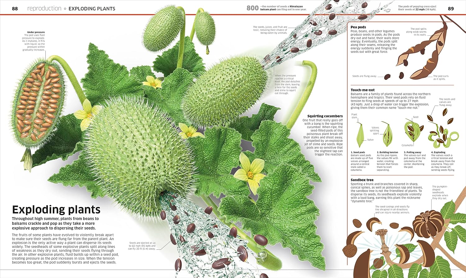 PLANTS AND FUNGI!: OUR GROWING WORLD AS YOU'VE NEVER SEEN IT BEFORE - Image 3