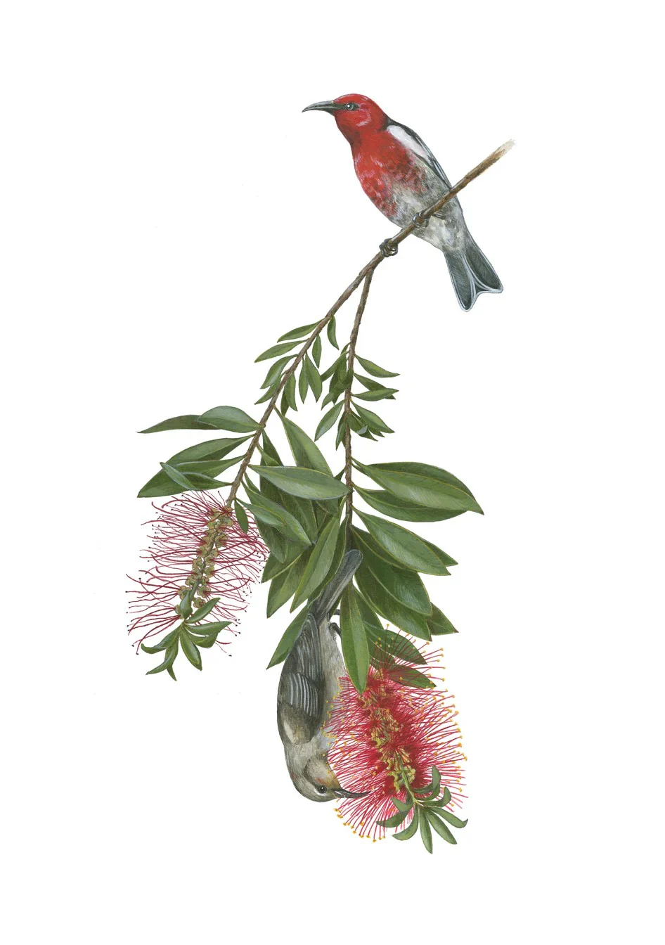 POLLINATORS NOTECARD SET - Image 5